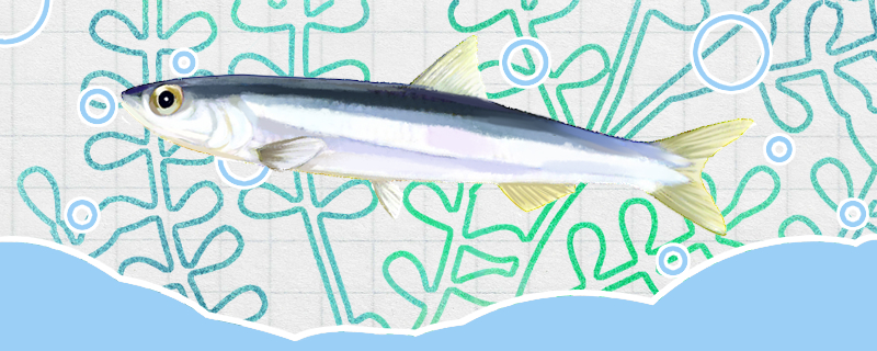 Anchovy is what fish, can be cultured?