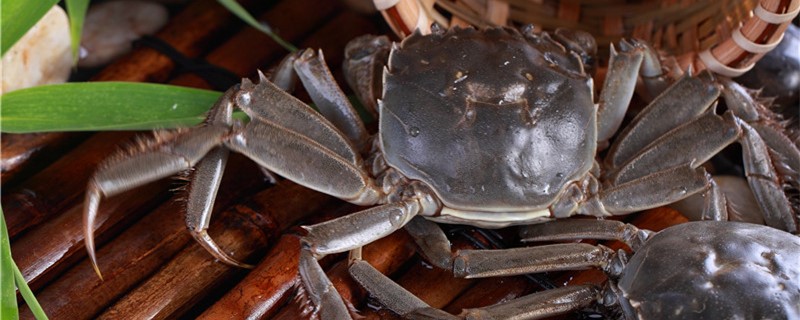 螃蟹不吃东西能活几天，家里养螃蟹给它吃什么