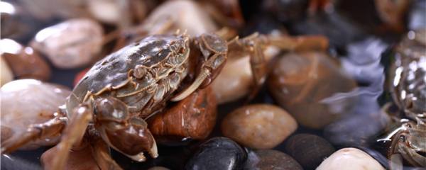 自来水加盐可以养螃蟹吗，海蟹怎么养