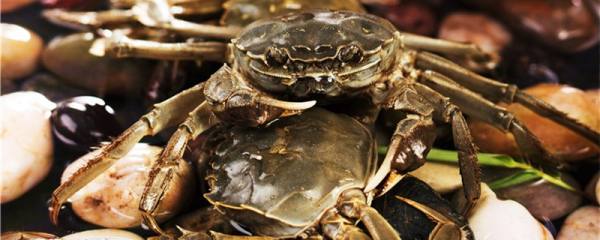 螃蟹吃什么食物好养活，怎么给螃蟹为食
