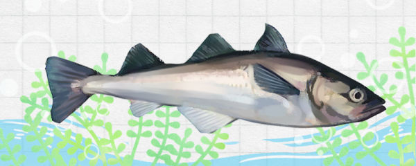 明太鱼是海鱼吗，能不能养殖
