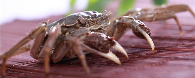 宠物螃蟹怎么养，要注意哪些问题