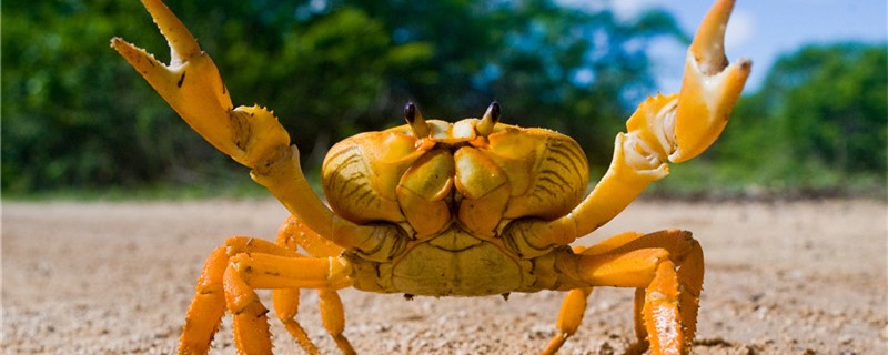 螃蟹怎么保存，怎么把螃蟹养几天