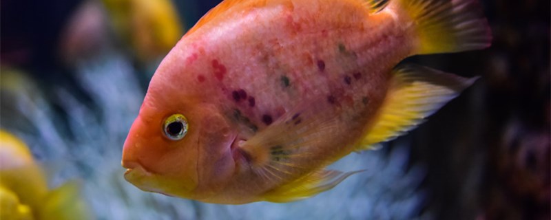 魚を飼うのに酸素機を使わなくてもいいですか。いつ酸素を入れますか。