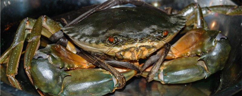 螃蟹多少钱一斤，常见的食用螃蟹有哪些