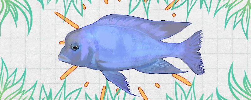 蓝茉莉鱼好养吗，怎么养