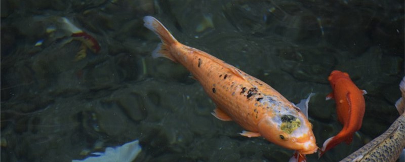 Can pisciculture use mineral water, what requirement does the fish have to water