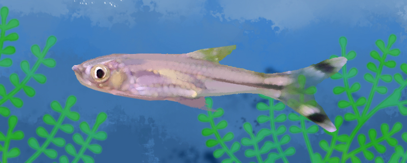 Is Black Scissor Fish easy to raise? How?
