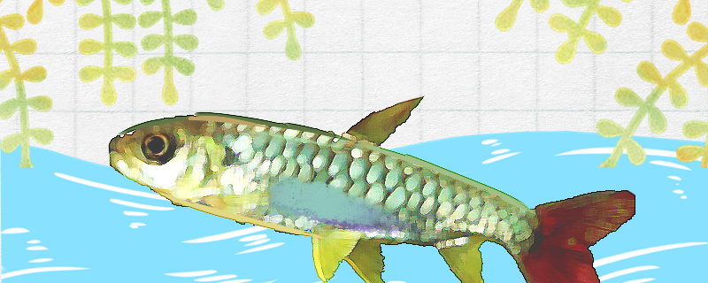 红鳍铅笔鱼好养吗，怎么养