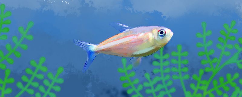 Is Red Line milk lantern fish good to raise, how to raise?