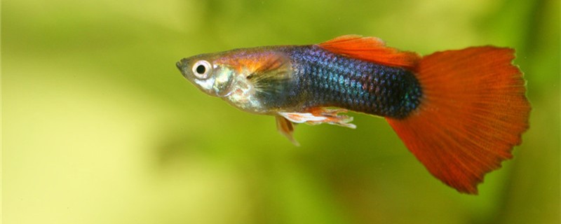 The guppy color is more and more shallow what reason, how can maintain the color