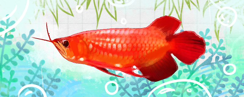 红底红龙鱼好养吗，怎么养