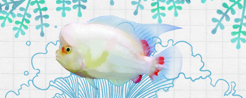 水晶羅漢魚は飼いやすいですか？どうやって飼いますか？
