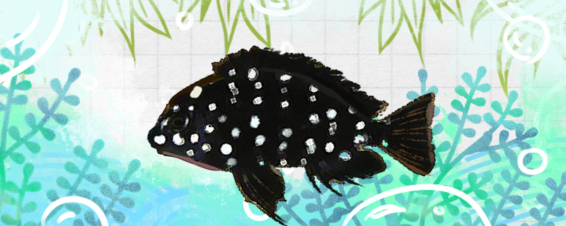 夜明珠魚は飼いやすいですか？どうやって飼いますか？