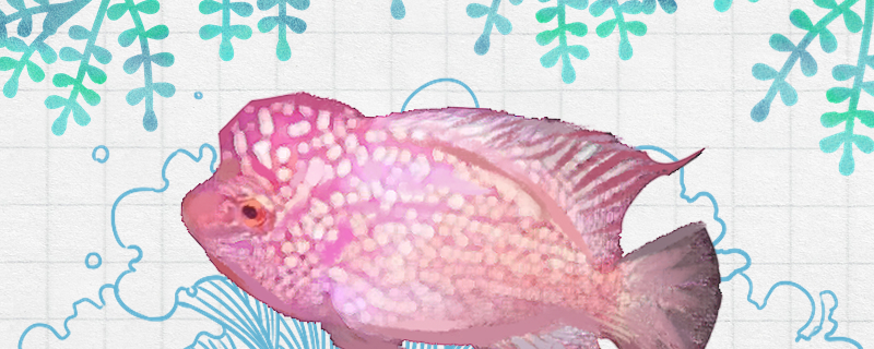 Is Purple De Sass Luo Han fish good to raise, how to raise?