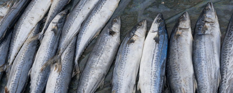 How much is a catty of mackerel? How to choose fresh mackerel