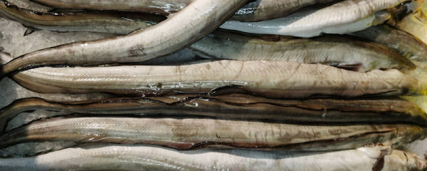 鳗鱼多少钱一斤，常见的鳗鱼有哪几种