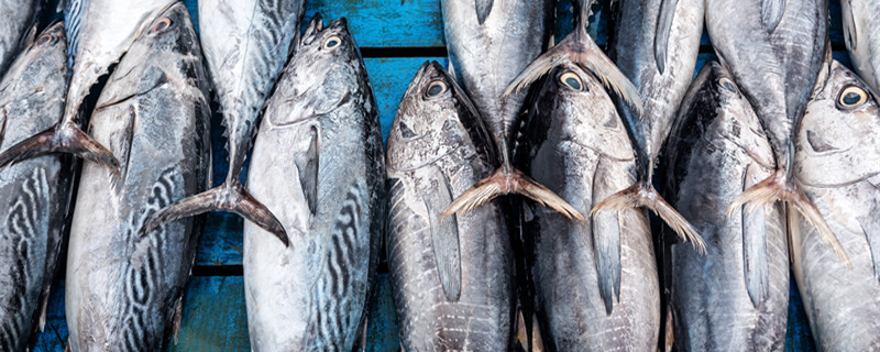 金枪鱼多少钱一斤常见的金枪鱼有哪些品种