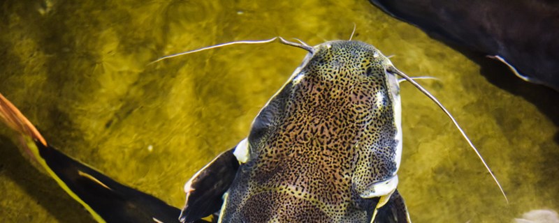 How often is the bottom of the fish pond changed and how to change the bottom of the fish pond