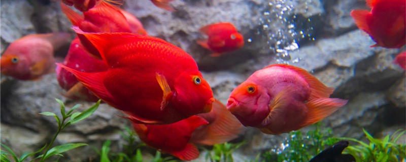 Is 1.2 m fish tank suitable for raising parrot fish? How many parrot fish are good