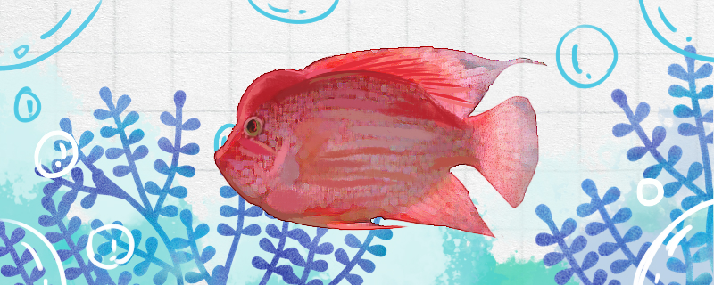 纯种红眼德萨斯罗汉鱼好养吗，怎么养