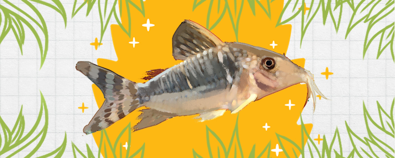 Is the golden-winged emperor rat fish easy to raise and how to raise it