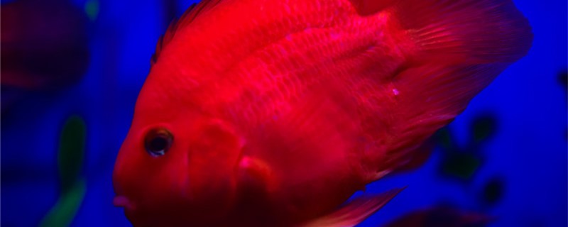 How to do if the newly bought parrot fish doesn't eat, and how to induce it to eat