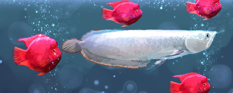 銀龍魚は、どのようにインコの魚は銀龍魚を噛むことを予防することができますか、どのようにインコ魚の混合養
