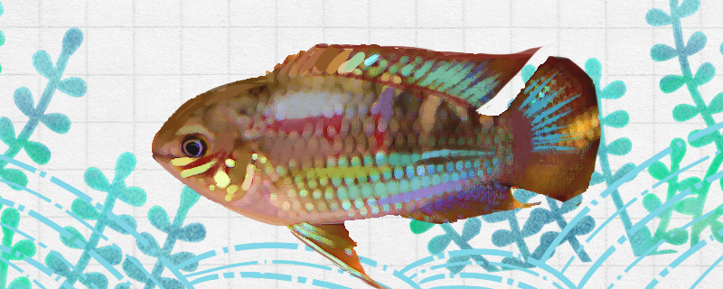 红鳃皇冠鱼好养吗，怎么养