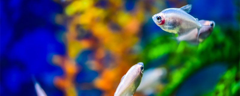 鱼吃什么东西常见的饲料有哪几种 黄吉金龙（白子金龙鱼）