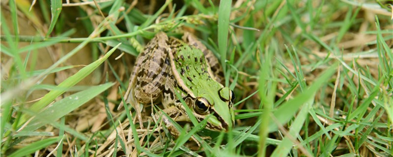 Can frogs dig holes and when