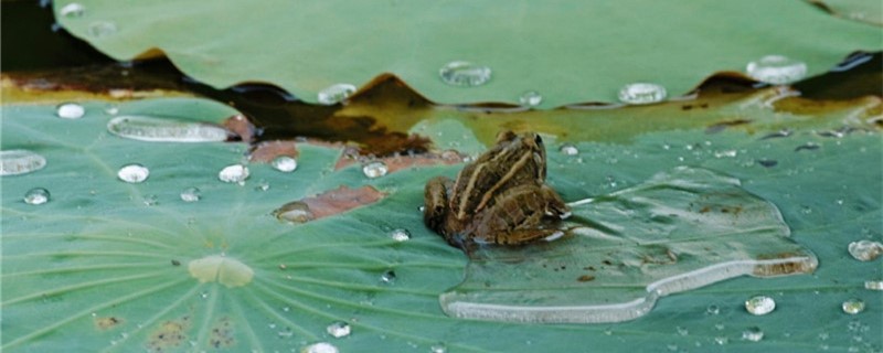 青蛙会游泳吗，靠什么游泳