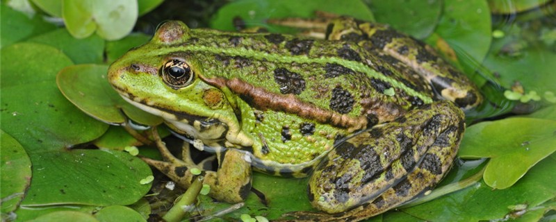 青蛙能活多少年，能长多大- 鱼百科