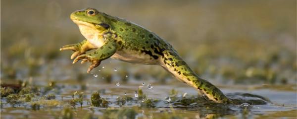 青蛙是两栖动物吗能一直待在岸上吗