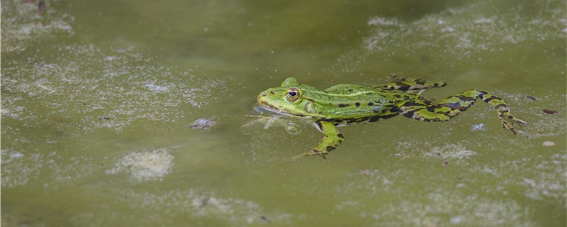 青蛙是两栖动物吗，能一直待在岸上吗