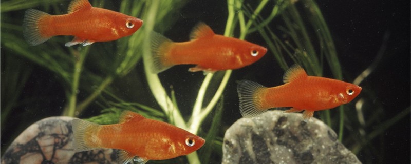 如何判断鱼要生小鱼了，怎么让鱼儿繁殖
