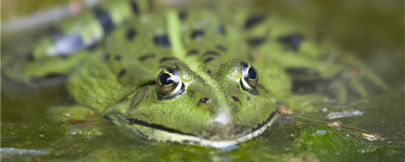 Can frogs breathe and die in the water all the time