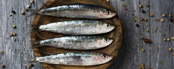 沙丁鱼多少钱一斤，怎么看沙丁鱼新不新鲜