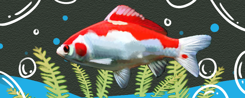 赤白草金魚は飼いやすいですか、どうやって飼いますか