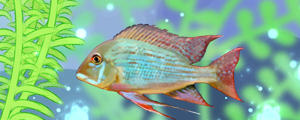 红尾平克鱼好养吗怎么养