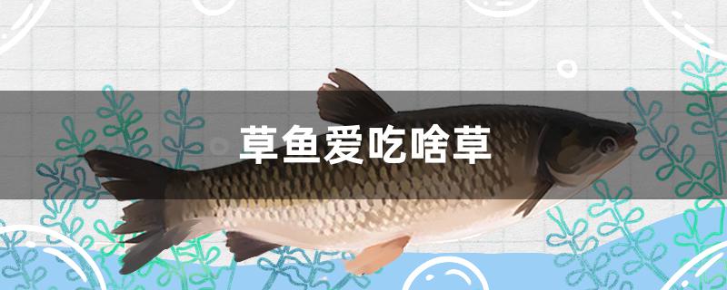 草魚愛吃啥草 黑金魟魚