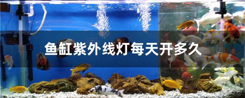 魚缸紫外線燈每天開多久 一眉道人魚苗