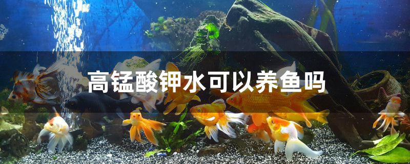 高锰酸钾水可以养鱼吗 潜水艇鱼