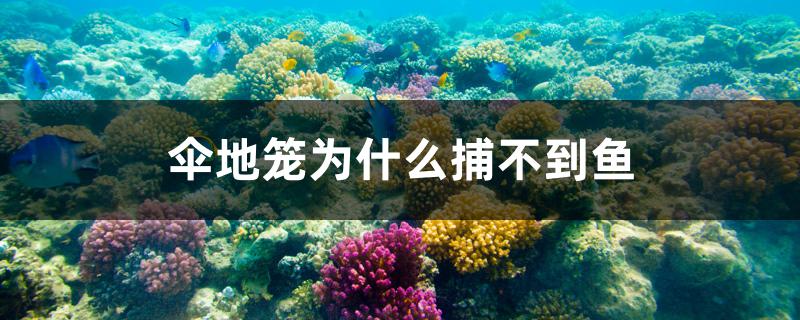 傘地籠為什么捕不到魚 量子養(yǎng)魚技術(shù)