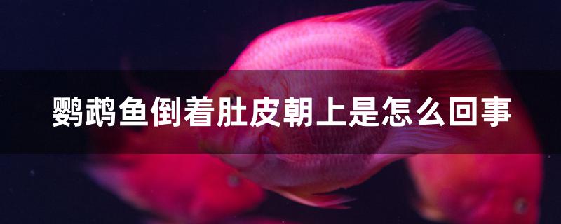 鸚鵡魚(yú)倒著肚皮朝上是怎么回事