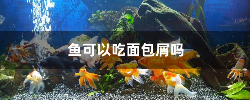 鱼可以吃面包屑吗