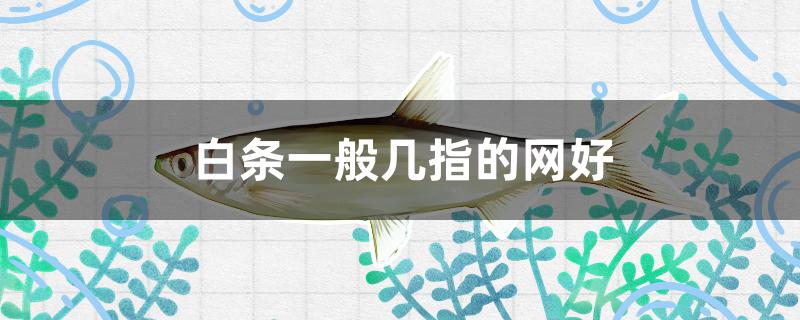 白条一般几指的网好