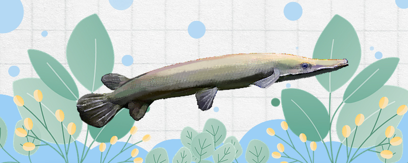Is alligator gar easy to raise? How to raise it?