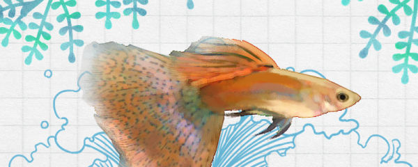 红草尾孔雀鱼好养吗，怎么养