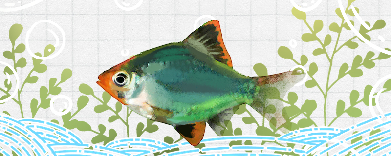 Is the green tiger skin fish easy to raise? How to raise it?